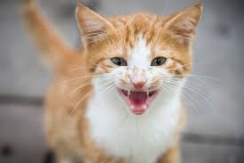 ‪Why Do Cats Meow? How to Decode This Common Cat Sound‬‏
