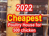 How to build a cheap chicken house for 500 chicken | Cheap Chicken Coop |  Chicken house design