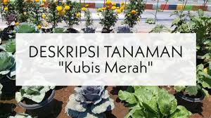 Daun tanaman kubis berbentuk bulat, lonjong, oval membentuk roset akar yang besar dan tebal, daun kubis mempunyai tiga gambar 1. Deskripsi Tanaman Kubis Merah Kel 1 Gol E2 Youtube