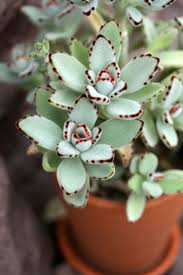 10 Great Types Of Cactus To Gift Plants Cactus Types Succulents