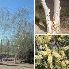 Image result for Acacia lasiopetala
