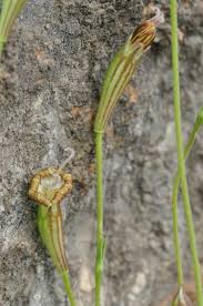 Image result for Silene burchellii