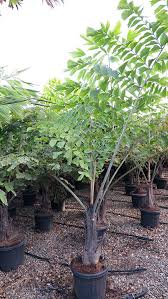 Caryota Obtusa Palmeras Y Jardines