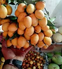 Dedi ibu malin kundang : Pokok Kundang Madu Hybrid Jual Beli Anak Pokok Dan Bunga Facebook
