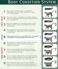 Average Cat Weight Chart Kitten Growth Chart Weight Average