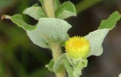 Image result for Helichrysum stenopterum