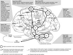 Image result for Visual Fixation