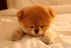 kopek resimleri boo dog hayvan bebekler cok sirin hayvanlar