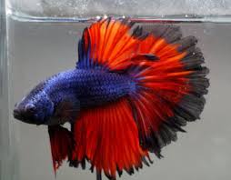 Live Tropical Fish Blue Red Black Lace Rosetail Halfmoon Betta F9 Halfmoon Betta Tropical Fish Betta