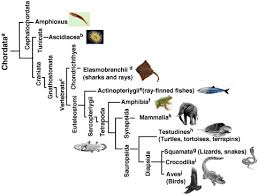 Kingdom Animalia F Sc Biology Chapter 10 Al Qasim Trust