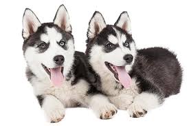 I have a husky mix puppy too, and her chewing is crazy. Siberian Husky Dog Breed Information
