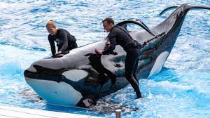 SeaWorld faces OSHA fine after trainer injured by killer whale at Orlando park
