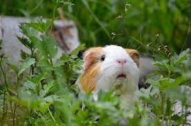 Pig In The Grass Animales Hermosos Cobayas Animales