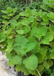 Image result for Coleus barbatus
