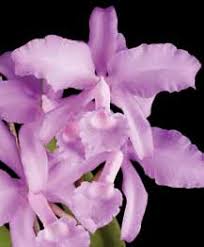 Image result for Rhipidoglossum burttii