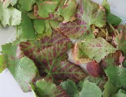 Image result for Grapevine leafroll virus