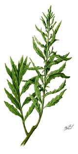 Image result for Dysphania