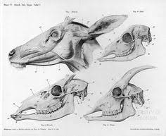 12 Deer Anatomy Ideas Deer Anatomy Animals