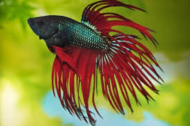If you have a question or problem. Can Betta Fish Eat Cooked Shrimp Acuario Pets