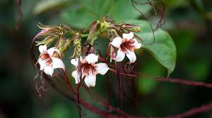 Image result for Strophanthus