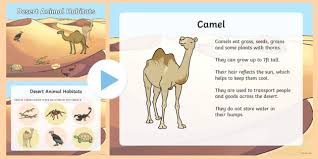 Camels have many adaptations that allow them to live successfully in desert conditions. Desert Animals Adaptations And Desert Habitats Powerpoint