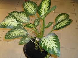 Pin En Consejos Saludables Plants that fill a similar niche pin en consejos saludables