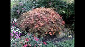 Maybe you would like to learn more about one of these? Acer Palmatum Dissectum Laceleaf Maple Youtube