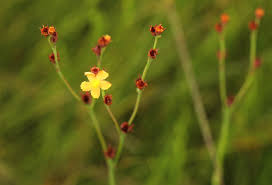Image result for Hypericum lalandii