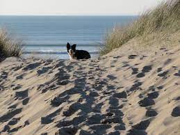Pin On Sand
