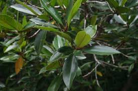 Image result for Rhizophora mucronata