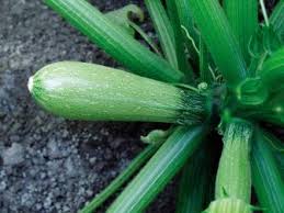 Let's go over a few pointers though. How To Pollinate Zucchini Zucchini Blooms But No Fruit Hgtv