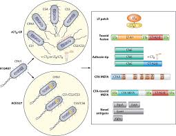 Etec can be life threatening due to significant fluid loss and severe dehydration. Etec Vaccine Candidates Currently Under Development Including The Download Scientific Diagram