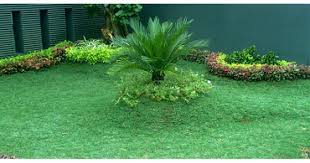 Rumput gajah mini / jual rumput gajah mini: Jual Bibit Rumput Gajah Mini