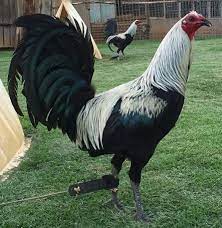 Ver más ideas sobre gallos de pelea, gallo, gallo fino. Pin On Game Fowl