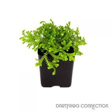 Image result for Selaginella kraussiana