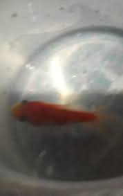 Check spelling or type a new query. Apa Makanan Ikan Hias Kecil Brainly Co Id