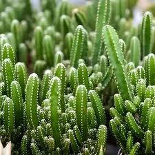 Image result for Coleus tetragonus