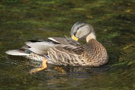 Black Water Bird With White Stripe On Head Like A Duck To Water Animals Duck Summer Projects
