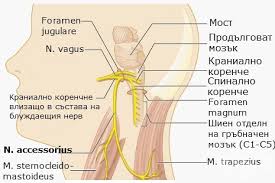 نتیجه جستجوی لغت [accessorius] در گوگل
