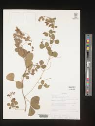 Image result for Rhynchosia holstii