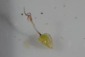 Image result for Bulbostylis densa