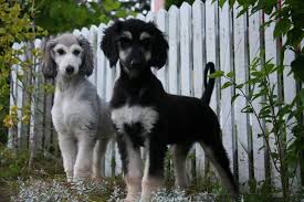 Beautiful Puppies From Mimmen Afghans Norway Picture From Facebook Gonny De Niet Afghan Hound Puppy Afghan Hound Dog Friends