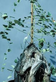 Image result for Dioscorea dregeana