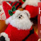 Holiday Market — Fernwood Botanical Garden