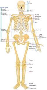 Diagram showing the difference in distance covered by the contracting bicep and the weight in the hand when moving the forearm from horizontal.image adapted from openstax university. A Diagram Of Joints And Bones In The Human Body Skeletal System Definition Function And Parts Biology Dictionary In Terms Of Stress At The Joint Imagine Jumping In The Air