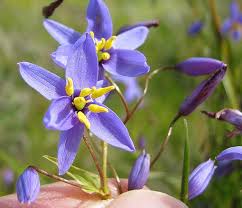 Image result for Landolphia glabra