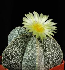 Haz florecer cactus sin fallar en el intento. Astrophytum Myriostigma Wikipedia La Enciclopedia Libre