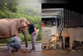A loss on Mother's Day: Elephant calf killed in road accident sparks outcry  over wildlife protection | Malaysia | The Vibes