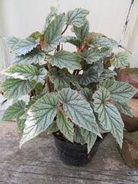 Image result for Behniaceae