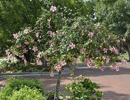 Hibiscus produce beautiful flowers with a variety of bold colors, as soon as flowers wilt new ones open the next morning. Weeping Hibiscus Hibiscus Rosa Sinensis Hibiscus Tree Garden Trees